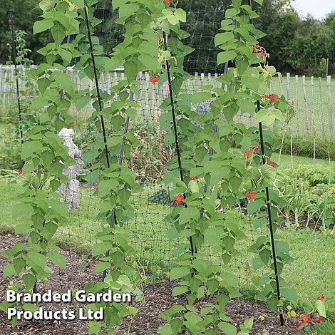 Haxnicks Pea & Bean Frame 1 Haxnicks Pea & Bean Frame