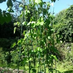 Easy Grow Runner Bean Frame & Climbing Plant Support Trellis - 0.75 X 1.2 X 2.4m H -Garden Pro Shop GSK2156PIC2