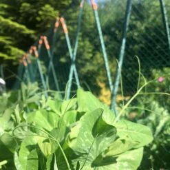 Easy Grow Pea Frame & Climbing Plant Support Trellis - 0.75 X 1.2 X 1m H 7 Easy Grow Pea Frame & Climbing Plant Support Trellis - 0.75 X 1.2 X 1m H -Garden Pro Shop GSK2259HDPIC7