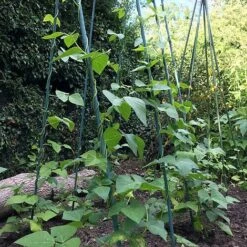 Bean Buddy Heavy Duty Runner Bean Grow Frame - 0.75 X 1.2 X 2.4m H -Garden Pro Shop GSK2260HDPIC1