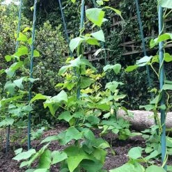 Bean Buddy Heavy Duty Runner Bean Grow Frame - 0.75 X 1.2 X 2.4m H -Garden Pro Shop GSK2260HDPIC2