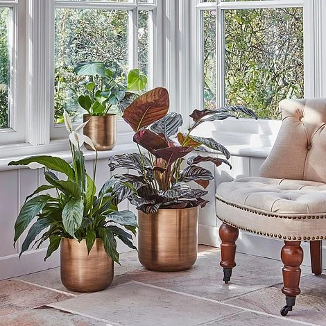 Indoor Chelsea Brass Planter H26Cm D25Cm 2 Indoor Chelsea Brass Planter H26Cm D25Cm - Image 2