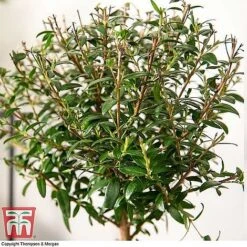 Myrtus Communis Stem - Gift -Garden Pro Shop MYRT KB3776 C1