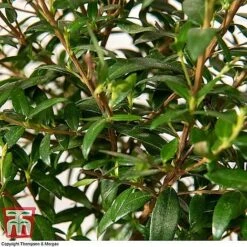 Myrtus Communis Stem - Gift -Garden Pro Shop MYRT KB3776 D1