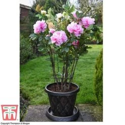 Peony & Herbaceous Plant Frame -Garden Pro Shop PEON KA9263 D