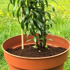 'Pot Master' Drainer Disc (packs Of 3) -Garden Pro Shop Pot20Master201000x100020810kb