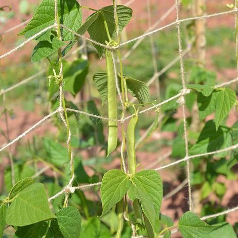 Biodegradable Netting 2 X 5m 2 Biodegradable Netting 2 X 5m - Image 2
