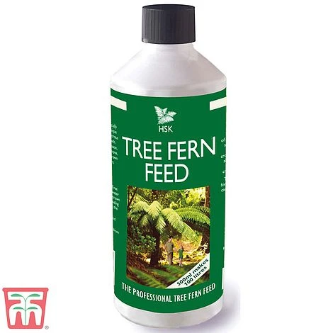 Tree Fern Feed 1 Tree Fern Feed