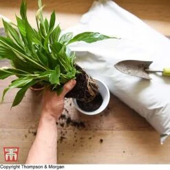 Incredicompost Peat Free Houseplant -Garden Pro Shop WKC0233 COM 13