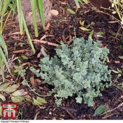 Decorative Bark -Garden Pro Shop bark2