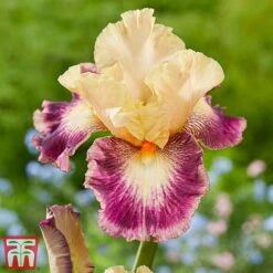 Iris Premium Collection -Garden Pro Shop comme1