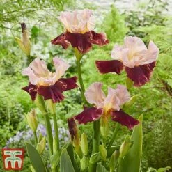 Iris Premium Collection -Garden Pro Shop cran1