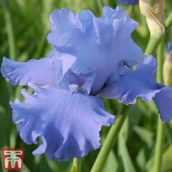 Iris Premium Collection -Garden Pro Shop iris met