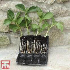 Deep Root Trainers -Garden Pro Shop root2