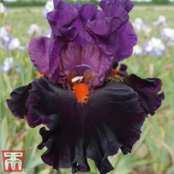 Iris Premium Collection -Garden Pro Shop sharp1