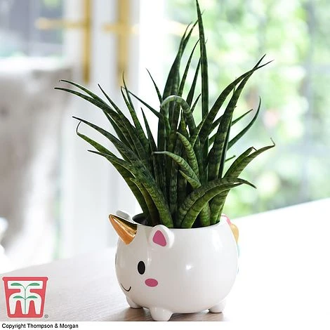 Unicorn Pot With Sanseviera 'Fernwood' Plant- Gift 1 Unicorn Pot With Sanseviera 'Fernwood' Plant- Gift