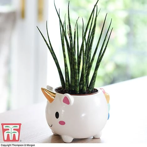 Unicorn Pot With Sanseviera 'Fernwood' Plant- Gift 3 Unicorn Pot With Sanseviera 'Fernwood' Plant- Gift - Image 3