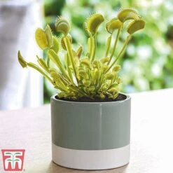 Carnivorous Plants Collection 5 Carnivorous Plants Collection -Garden Pro Shop venus
